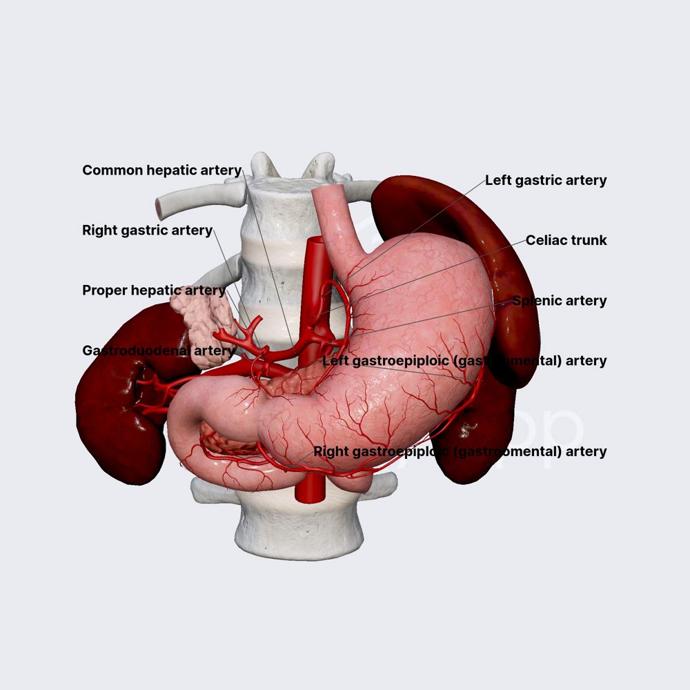 Celiac trunk | Anatomy.app, image size:1000x1000