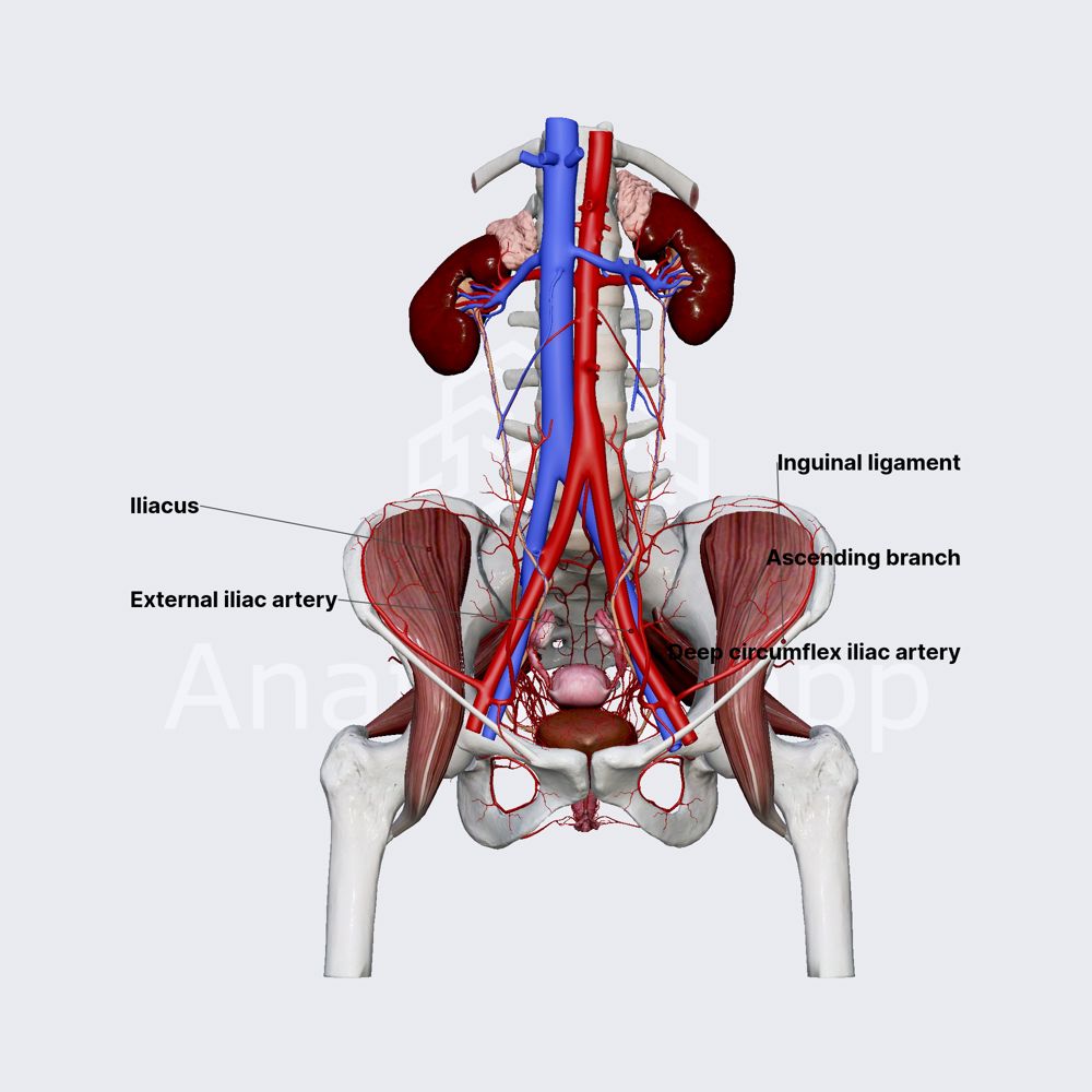 Deep circumflex iliac artery | Anatomy.app, image size:1000x1000