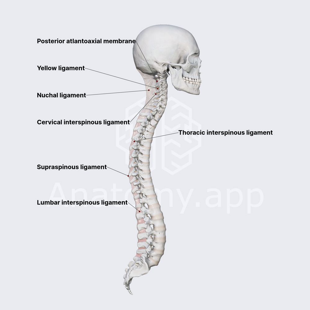Interspinous ligaments | Anatomy.app, image size:1000x1000