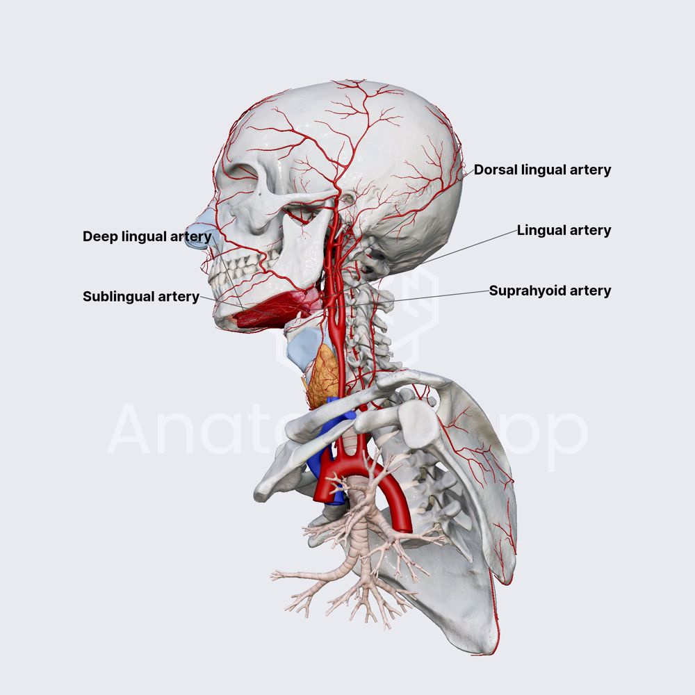 Lingual Artery Alexander Mendieta MD على X: quot drkeithsiau LINGUAL