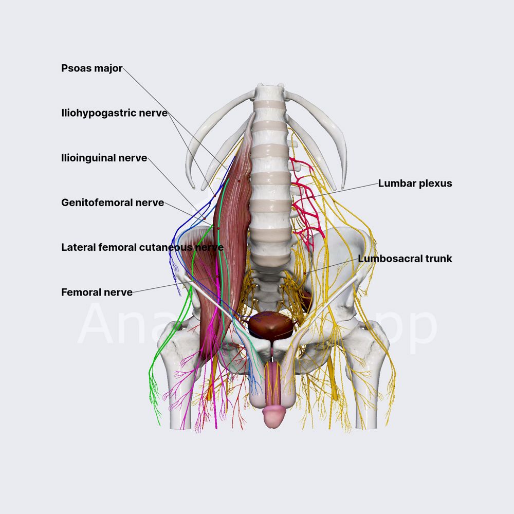 Lumbar plexus | Anatomy.app