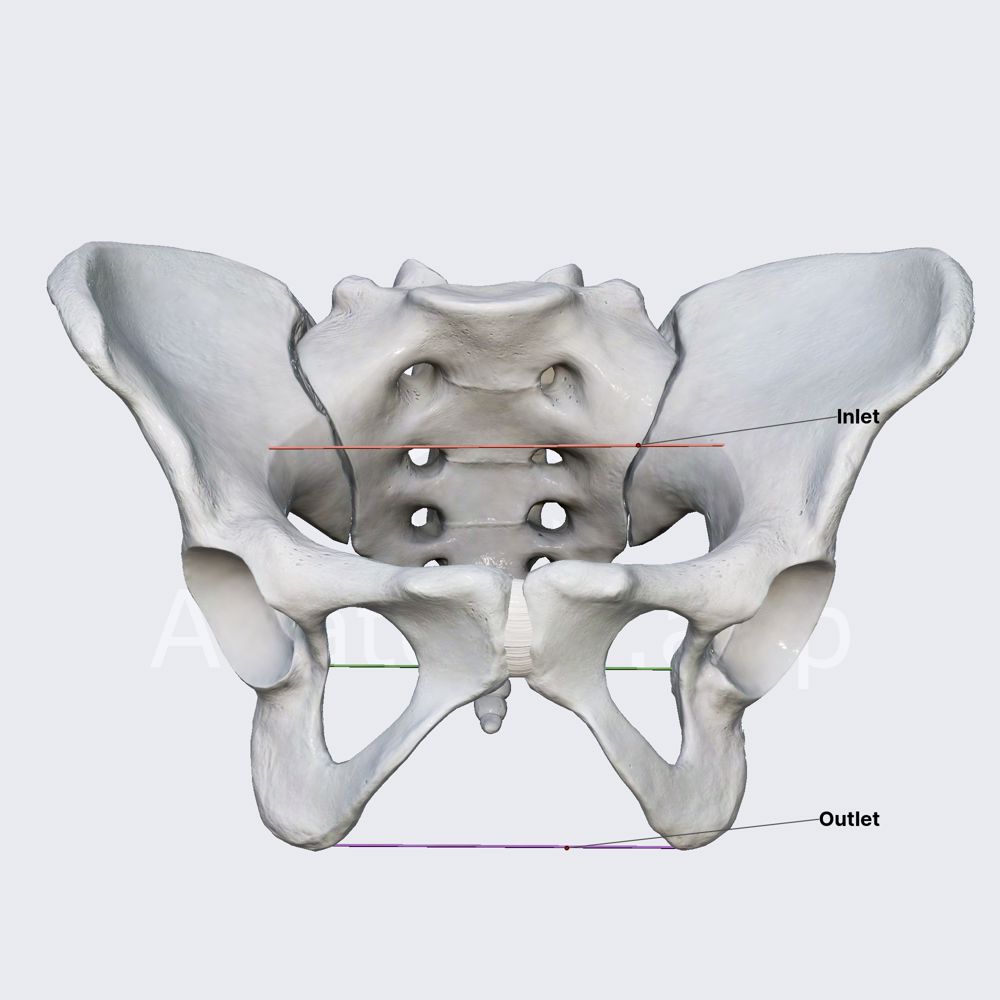 Pelvic inlet, mid pelvis, and pelvic outlet | Anatomy.app, image size:1000x1000