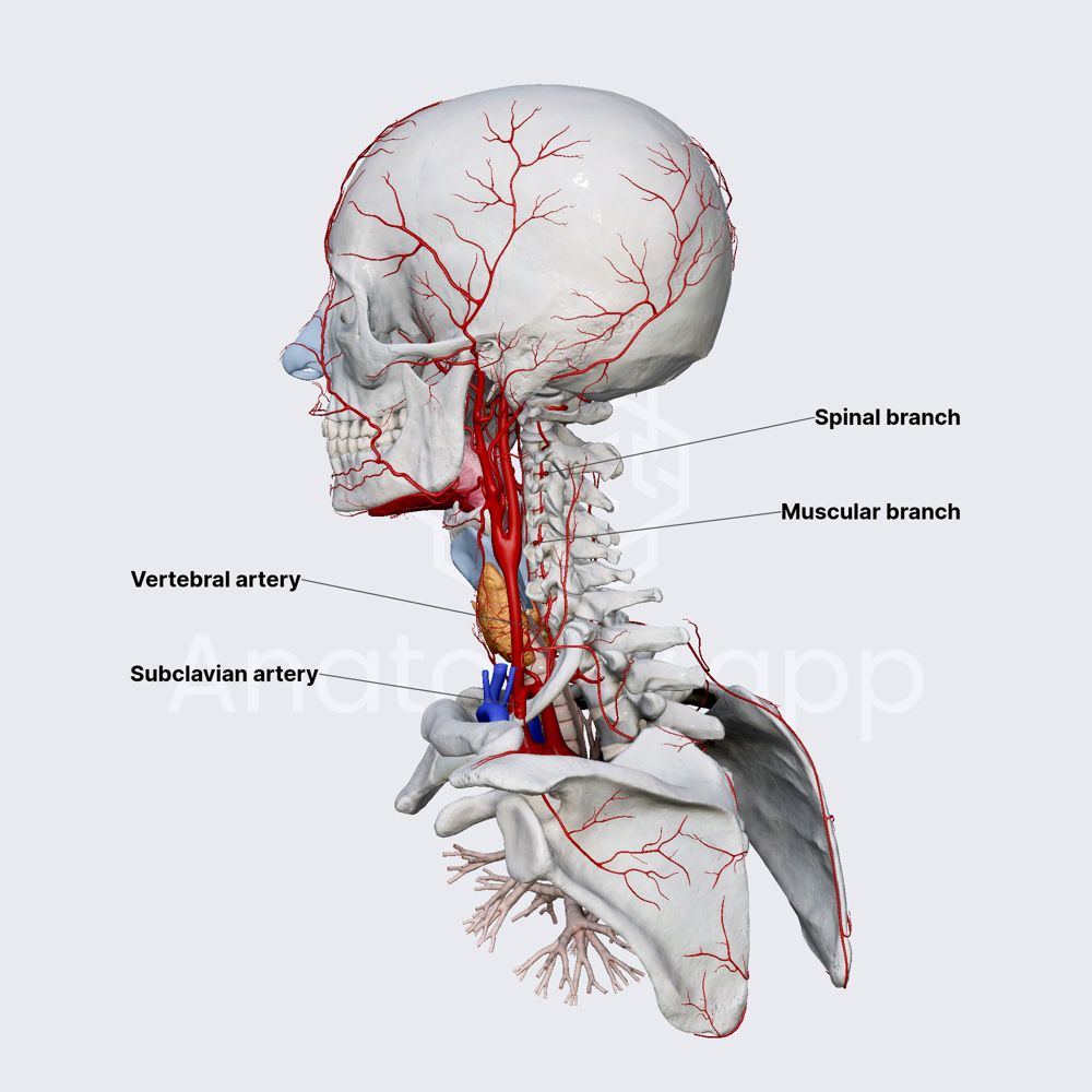 Vertebral Artery Anatomy