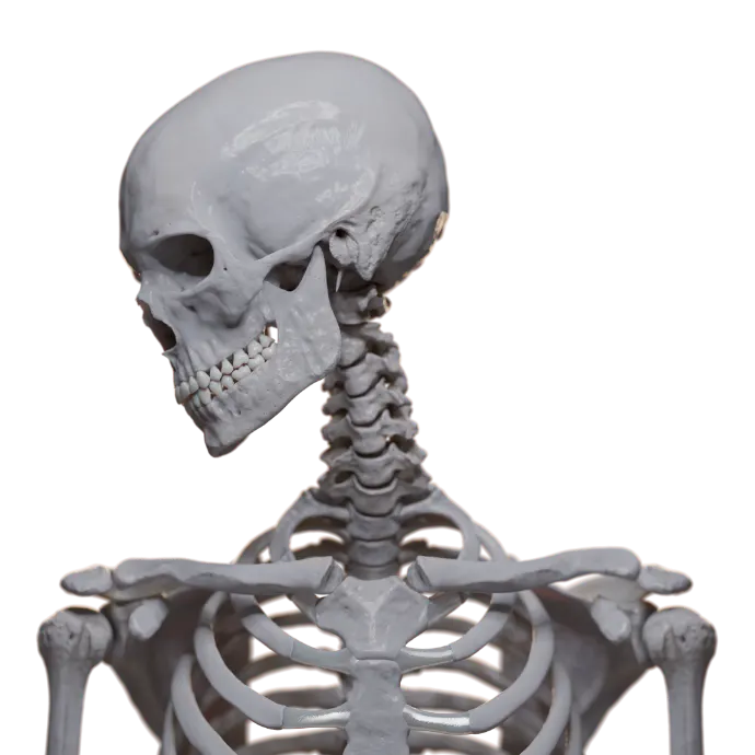 3D articles covering all regions of the human body visualization